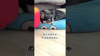 犬、早くも湿気でバテる。  #犬との暮らし #chihuahua #dog