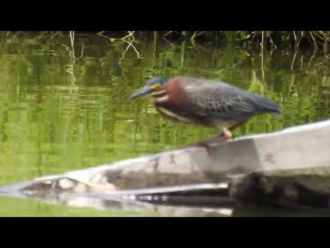 Green Heron, LaVerde Habitat, El Chaco, Ecuador.
