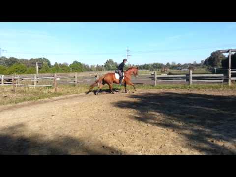 Bonnie T von Bonifatius x Weltmeyer 3j. angeritten