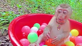 Baby monkey swimming among many plastic balls