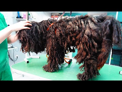 YOU WON'T BELIEVE how this DOG looks before shaving...