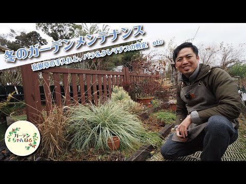 冬にバラの茂みを世話するにはどうすればよいですか？健康な低木のための正しい行動  庭園