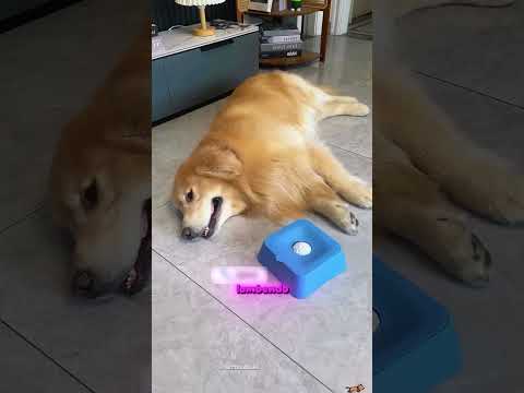 Esse brinquedo deixa o cachorro CANSADO sem sair de casa 😂