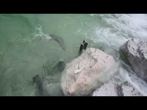 Kapitalna Kraljica brzaka u lovu na vodopadu (Čudo nevideno)