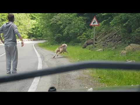 Ciobanesc de Asia Centrala ataca URSUL