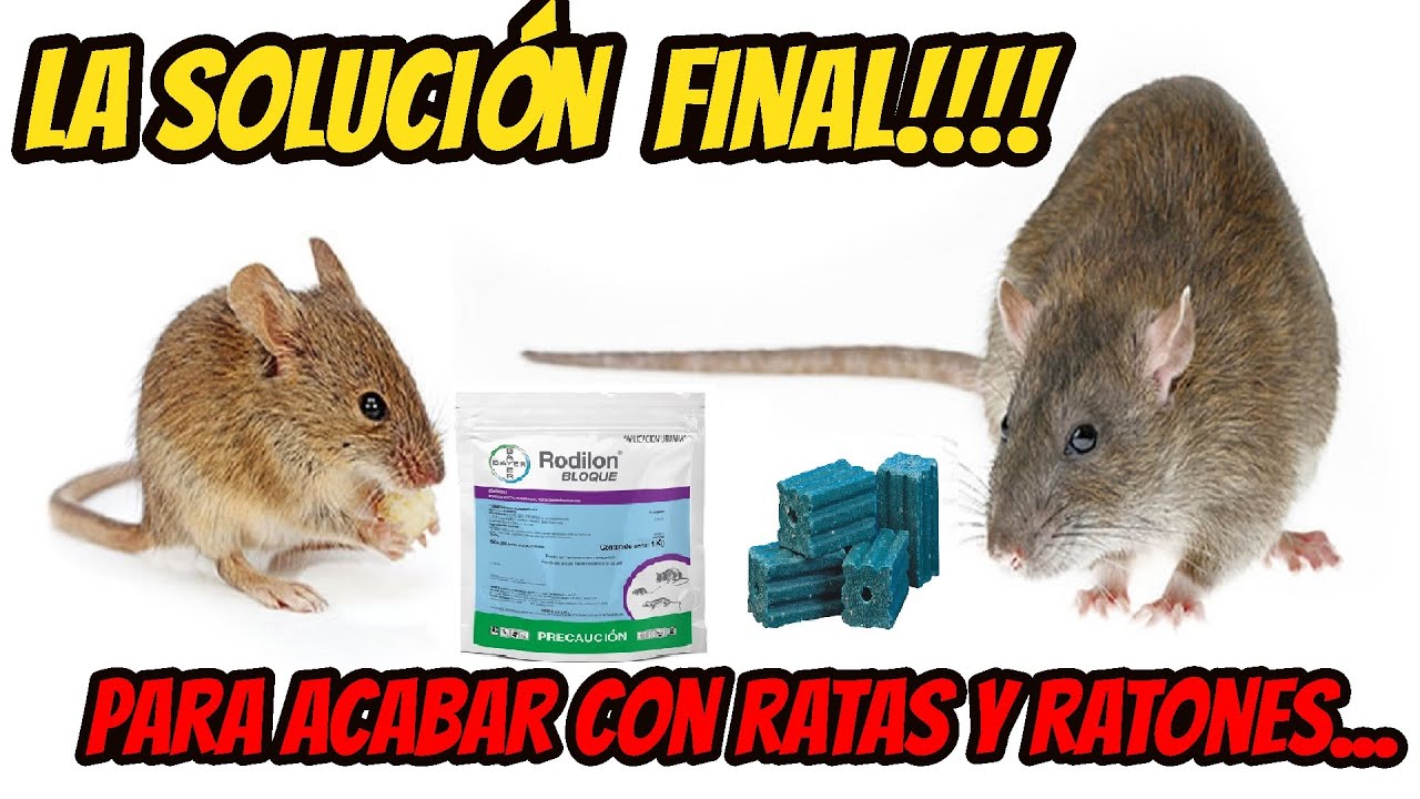#Ratas y #Ratones. La solución definitiva a estas plagas!