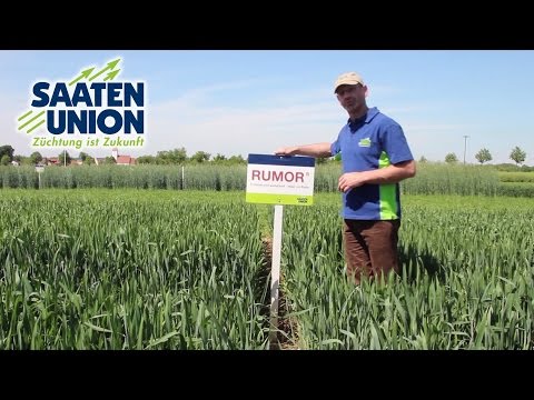 Saaten-Union: Winterweizen RUMOR (Vertriebsberater Achim Schneider)