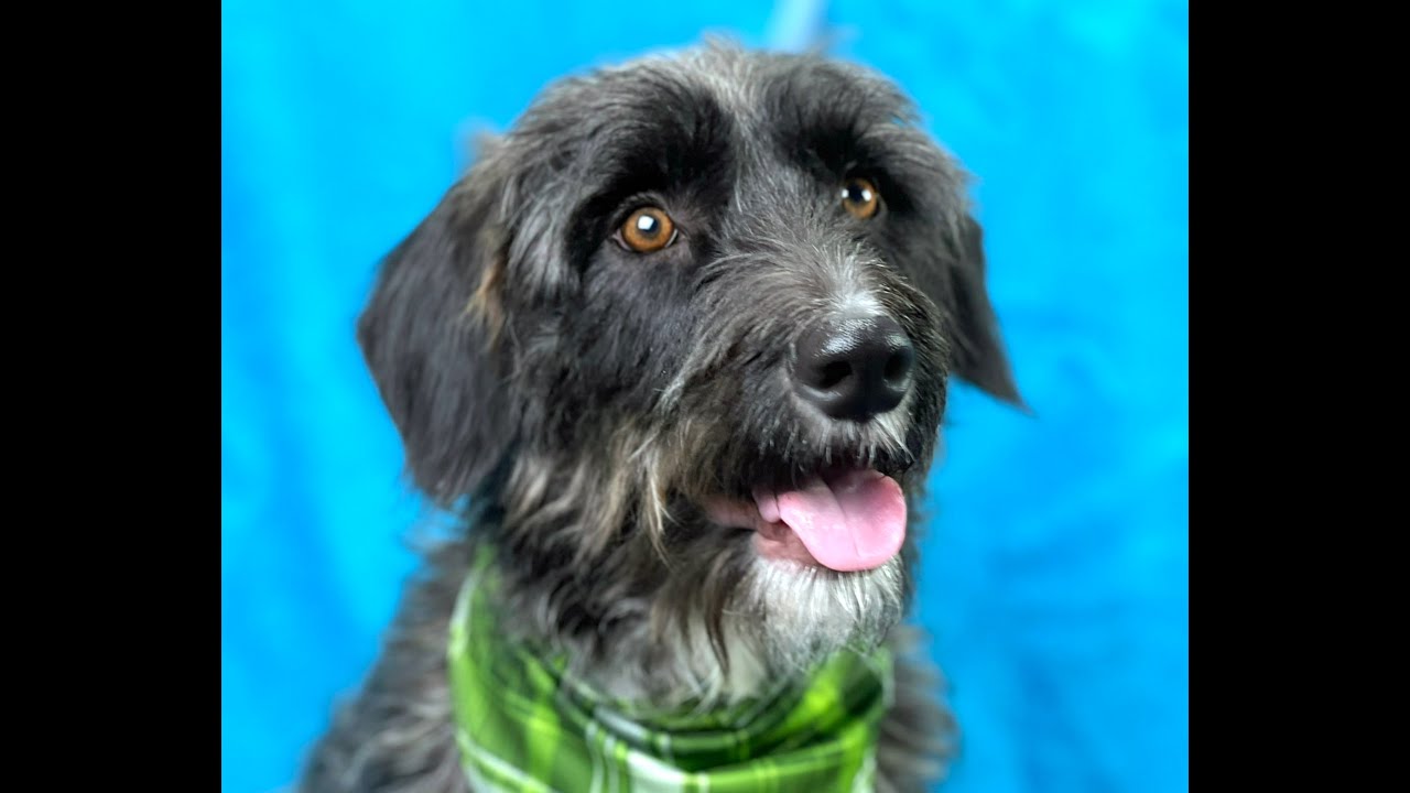 Enlarge Charlie - the handsome low rider , a Adoptable mixed breed in Austin, TX video 6/6