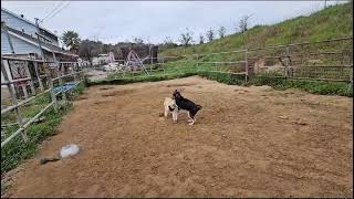 Video preview image #1 Tibetan Terrier-Unknown Mix Puppy For Sale in Escondido, CA, USA
