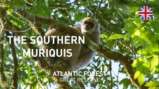 Stories of Atlantic Forest Great Reserve | S1E06 The southern muriquis