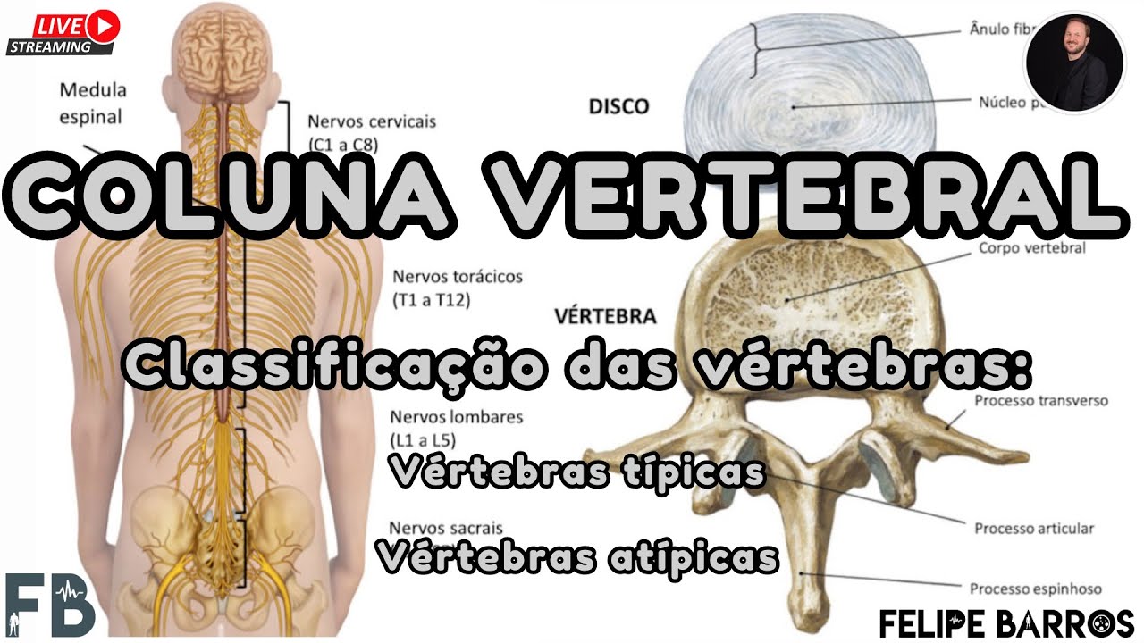 Coluna vertebral - Classificação e características das vértebras | Prof. Felipe Barros