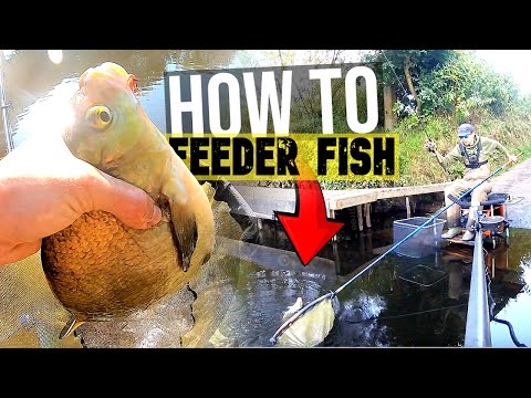 HOW TO FEEDER FISH ANY RIVER FOR BREAM