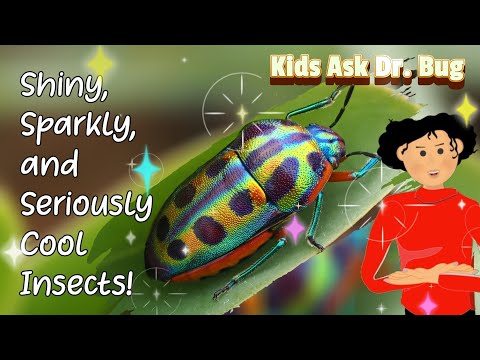 Shiny, Sparkly, and Seriously Cool Insects!  See them at Kids Ask Dr. Bug!
