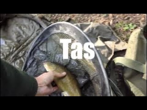 Tench Fishing, 10 in 3.5 Hrs. Best bait Green Giant Sweetcorn