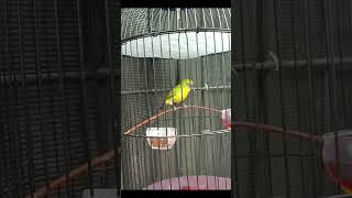 Download lagu Burung Pleci Dakun Garut Mewah #shortsfeed mp3