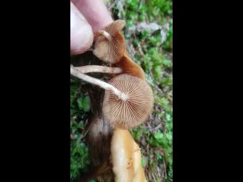 Svamp för alla - Jämförelse mellan Gifthätting och Föränderlig tofsskivling