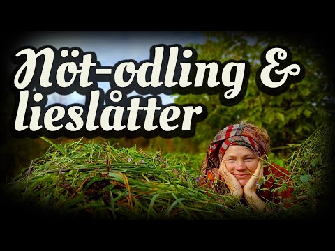 Vi höststädar i odlingarna, bygger nöt-odlingsbäddar och slår ner gröngödsling med lie