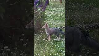 Um convidado especial pro jantar #upserra #sobreamigosecaminhos #saidosofa