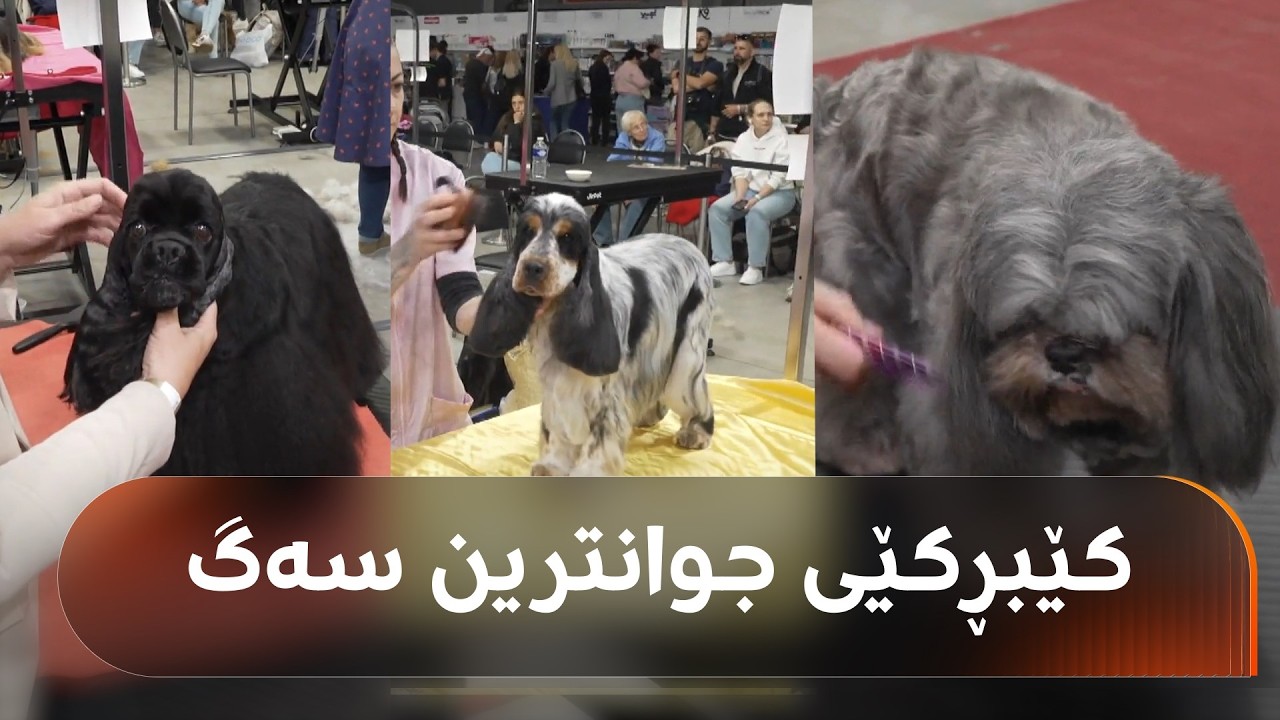 ڤیدیۆ | لە چیک پێشبڕکێی جوانترین سەگ بەڕێوەچوو؛ شاهۆ ئەمین: خێرەکەی بۆ ساحێبەکەیەتی و پێی بەنێوبانگ دەبێت