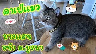 คาเฟ่แมว บางแสน  หน้า ม.บูรพา   Cat  cafe'  & cattery studio