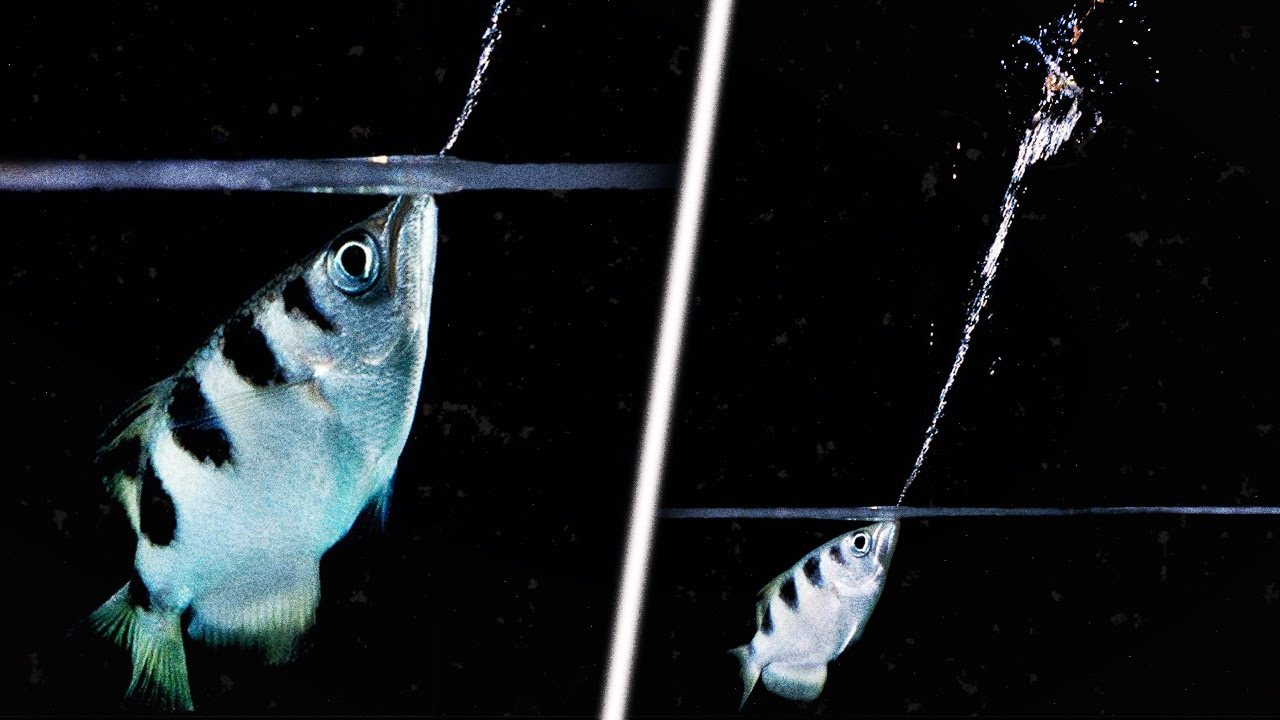 por que PEIXES odeiam FUMANTES?