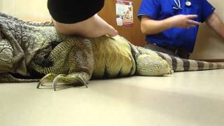 green iguana vet appointment tail rot