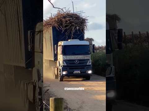 OS MENINOS DA USINA SANTA MARIA EM MEDEIROS NETO BAHIA BOTANDO PRESSÃO PRA GARAPEIRA.