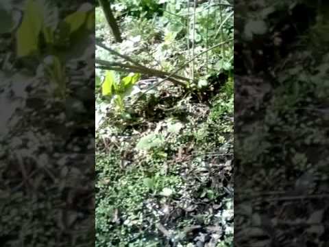 Casa parasita din kogalniceni