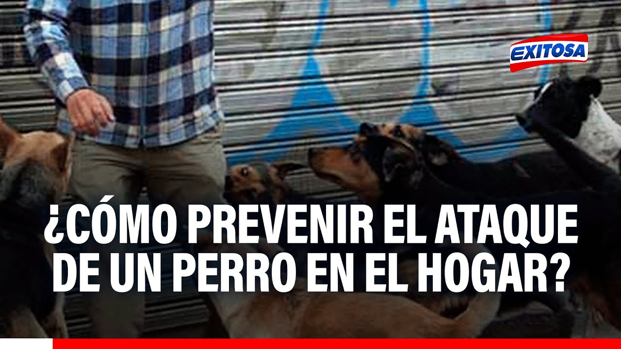 🔴🔵 Perros en el hogar: Niños son más vulnerables a sufrir mordidas, advierte especialista