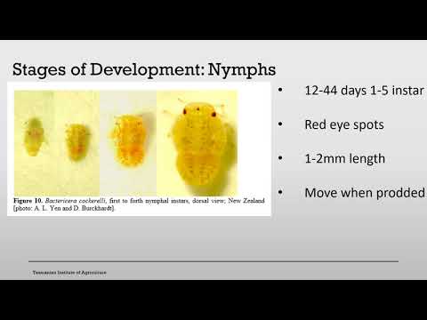 Tomato Potato Psyllid Surveillance and Training Program | Raylea Rowbottom