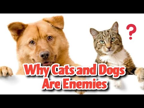 Why Cats and Dogs Are Enemies | Story Time | Keziah's TV