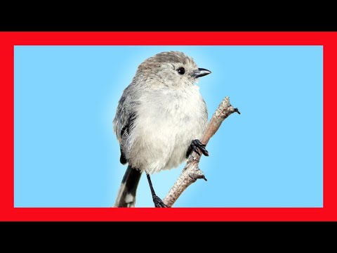 Mlynárka lesná (Psaltriparus minimus) — správanie, biotop a hlas