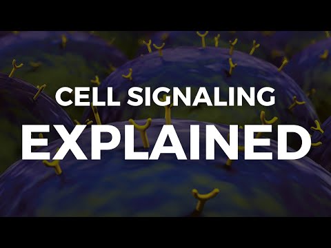 Cell Signaling EXPLAINED