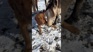 Quarter Horse Pulls Golden Retriever's Leg With His Mouth - 1393917