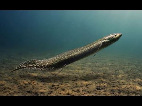 Thiên Nhiên Hoang Dã Sông Nile ( - NatGeo Tiếng Việt)