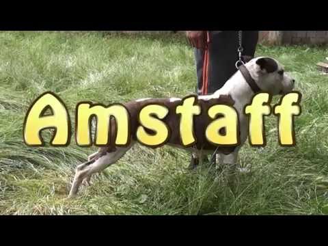 Amstafii lui Adi (Neamtu) de la Jucu, Cluj