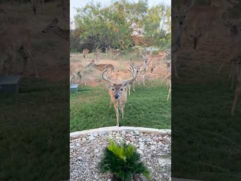 Stop Feeding Deer: The Consequences Are Here