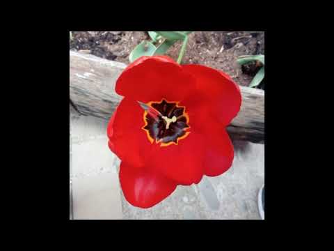 La importancia del Presente y su Puerta de entrada