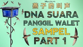 Download lagu DNA SUARA PANGGIL INAP WALET TERBAIK | SAMPEL PART 1 - swiftlet sound @ekafamilyofficial mp3 Download lagu DNA SUARA PANGGIL INAP WALET TERBAIK | SAMPEL PART 1 - swiftlet sound @ekafamilyofficial mp3