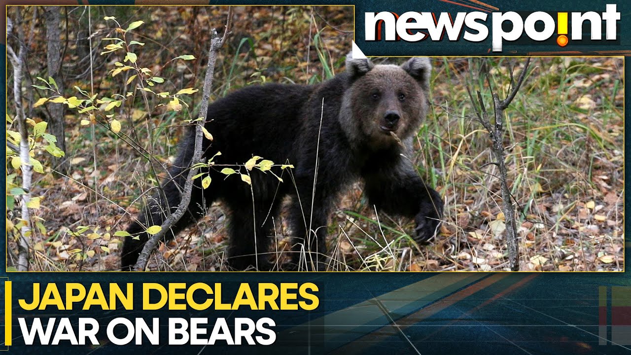 Japan Declares War on Bears Amid Record 196 Attacks, 8 Dead | WION Newspoint
