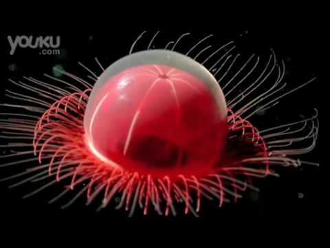 令人難以置信奇異的 海洋生物 