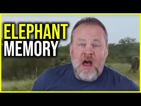 Why Elephants Have Good Memories: The Science and Stories of Elephant Brains