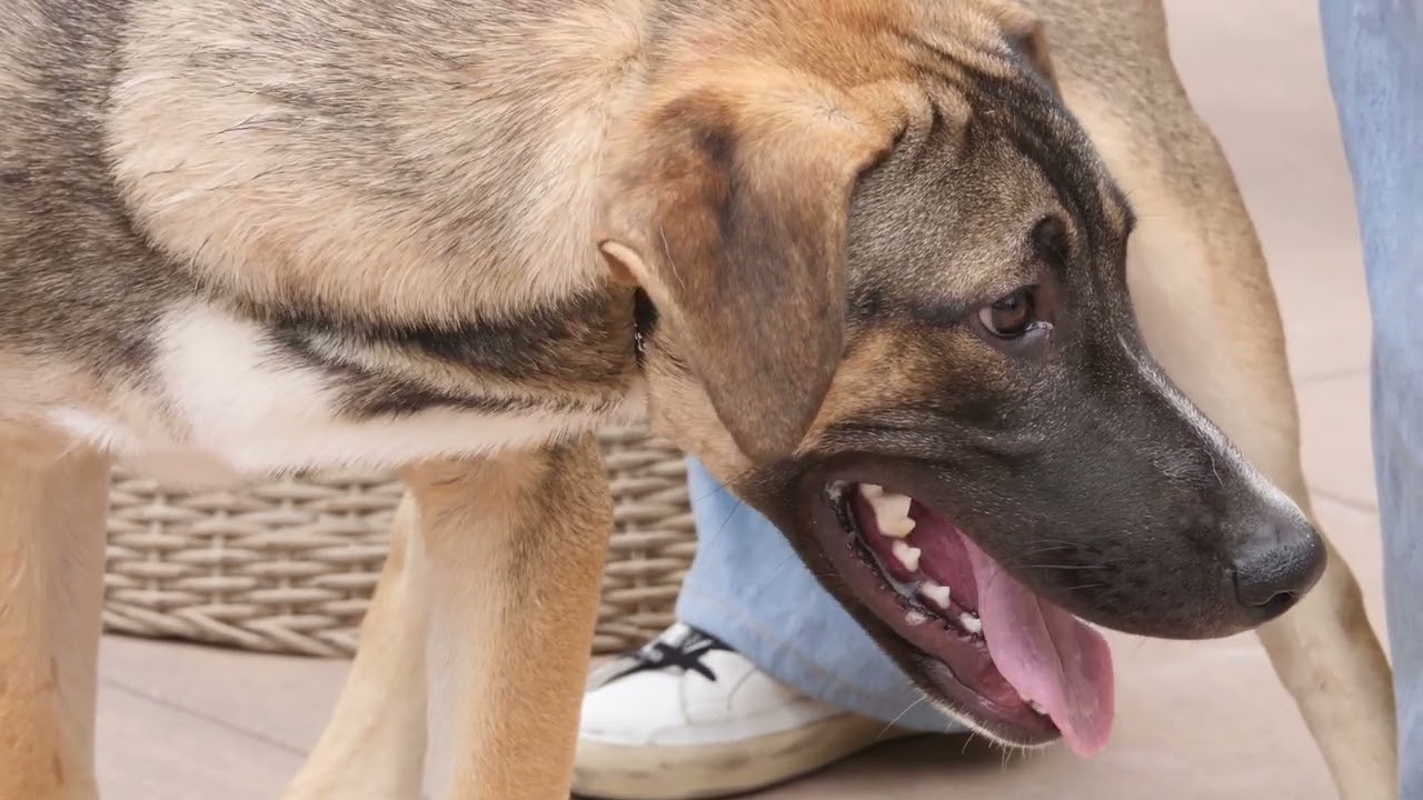 Hayden (Courtesy Post) - Foster or Adopt Me!, a Adoptable mixed breed in Lake Forest, CA video 6/6