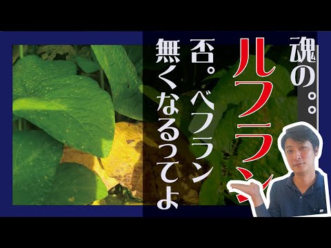 堆肥のカビ 緑白キノコ 有機乾燥