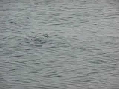 Shark - Wollaston Beach Quincy MA