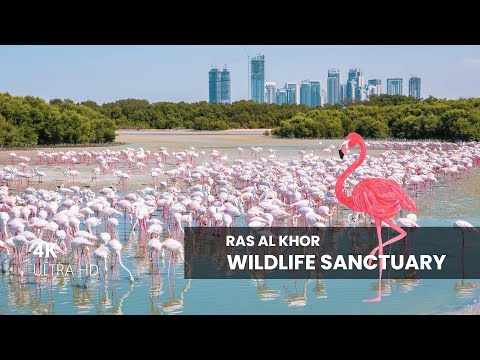 Ras Al Khor Wildlife Sanctuary | Natural Attractions in Dubai