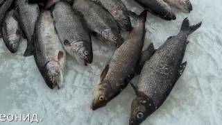 Рыбалка на хариуса зимой в карелии