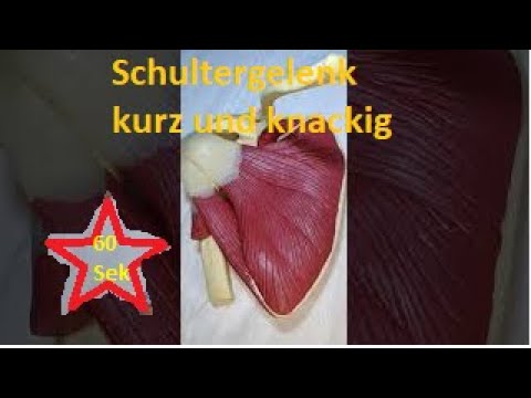 Schultergelenk - Art. humeri kurz und knackig, Schluteranatomie für Anfänger
