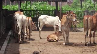 Download lagu Asisten Kandang Fakultas Peternakan UGM mp3 Download lagu Asisten Kandang Fakultas Peternakan UGM mp3