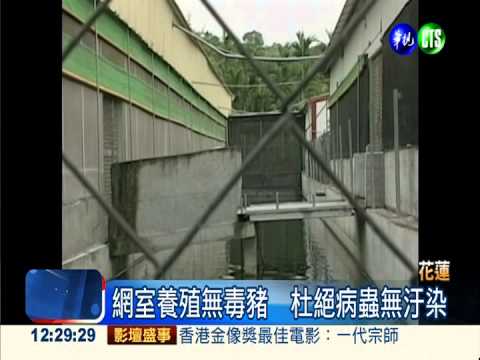 網室養殖無毒豬 杜絕病蟲無污染